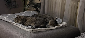 Liebevolles Zuhause für Katzen Duo gesucht.  