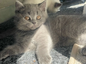 BKH Kitten Blue