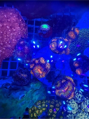 Micromussa Rainbow koralle ableger meerwasser