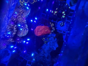 meerwasser korallen nachzucht chalice buatti, acropora, montipora platte, fungia rainbow