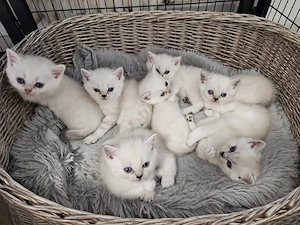 BKH Kitten