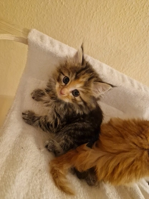 Xxl Main Coon Perser Mix Kitten 