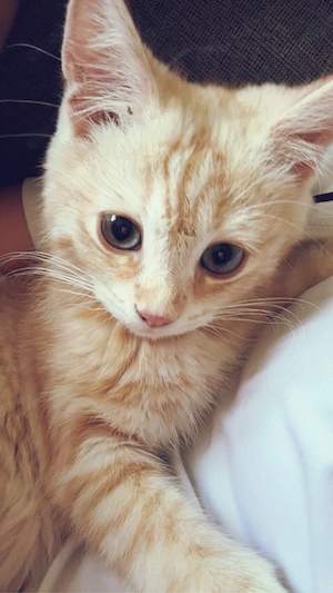 Niedliche Katze