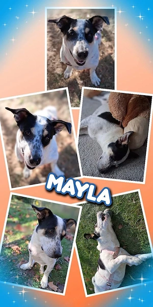 liebe, menschenbezogene, offene Hündin "Mayla" sucht ein liebevolles Zuhause