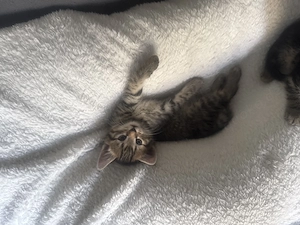 Baby Katzen norwegische waldkatze mix 