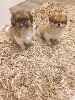 Pekinese Welpen 