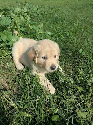 Süßer Golden Retriever Welpe sucht ein neues Zuhause