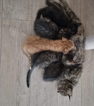 katzenbaby Maincoon- Hauskatzemix