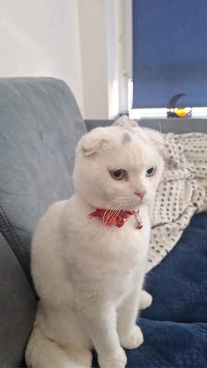 Junger Kater sucht ein liebevolles Zuhause