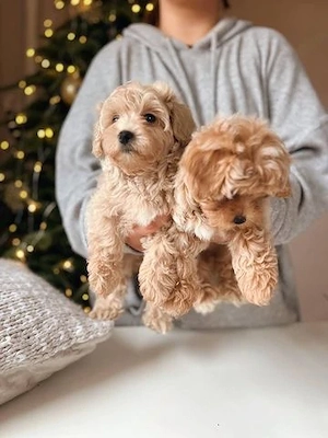 Zwei kleine zuckersüße Maltipoo Rüden