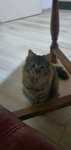 Katze sucht ein liebevolles Zuhause