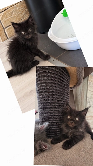 reinrassige Maine Coon Kitten Bild 4