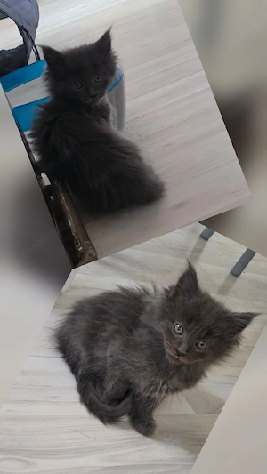 reinrassige Maine Coon Kitten