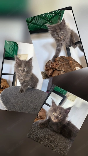 reinrassige Maine Coon Kitten Bild 3