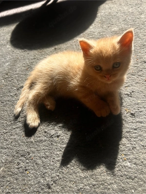 Kitten zu verkaufen