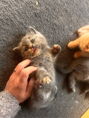 Kitten zu verkaufen 