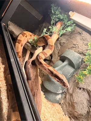 boa constrictor weiblich 