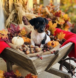 Wunderschöne Jack Russell Terrier Welpen ab Mitte Oktober abzugeben