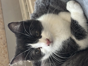 4 kitten BKH-mix   K2  