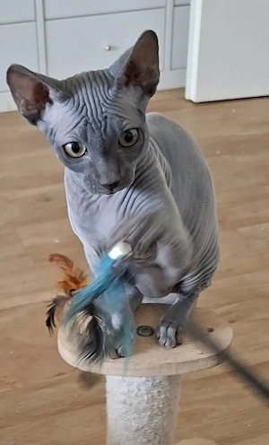Ein reinrassiges Canadian Sphynx Mädchen mit Tasthaaren 