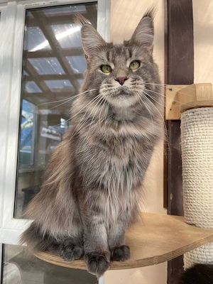 Maine-Coon-Kätzchen