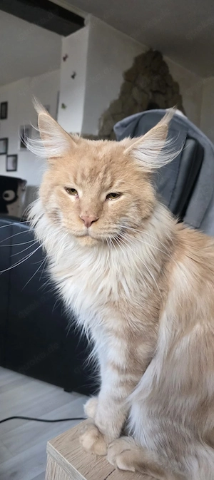 reinrassige Maine Coon Kitten Bild 5