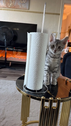 kitten katze zu verkaufen 4 monate alt