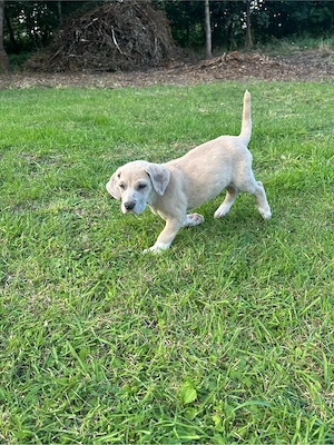 Cane Corso Deutsche Dogge Welpe 