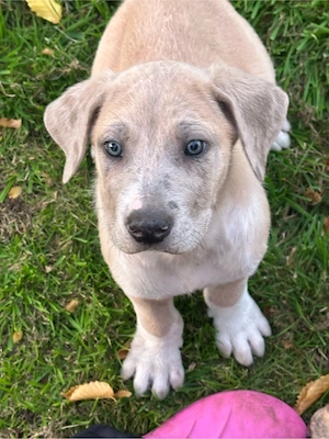 Cane Corso Deutsche Dogge Welpe 