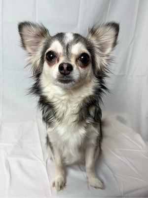 chihuahua hündin