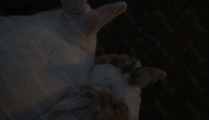 2 süße kaninchen weibchen Abzugeben!   
