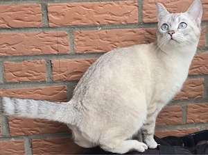 Schwangere katze abzugeben 