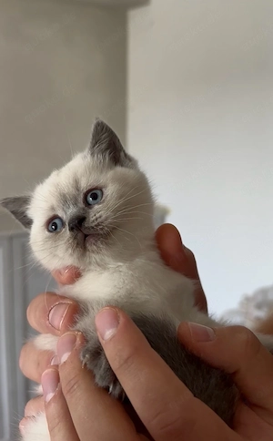 BKH Kitten suchen ein neues zu Hause! 