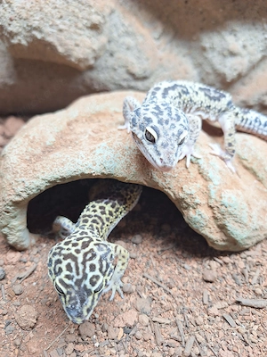 3 Leopardgeckos, 2 Weibchen + 1 Männchen, 5 Jahre   Terrarium möglich