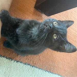 Baby Kätzchen, Siam Mix Katerchen