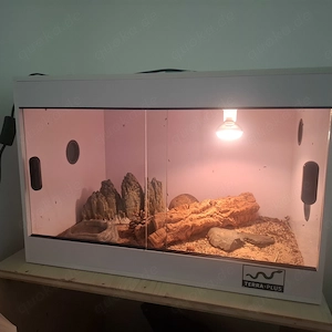 Leopardengecko Männchen mit Terrarium