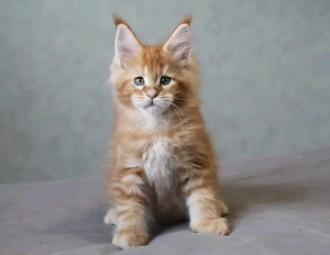 Traumhafte Maine-Coon-Kätzchen bereit für ihre neue Familie
