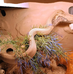  Hypo Heterodon Nasicus - Hakennasennatter 