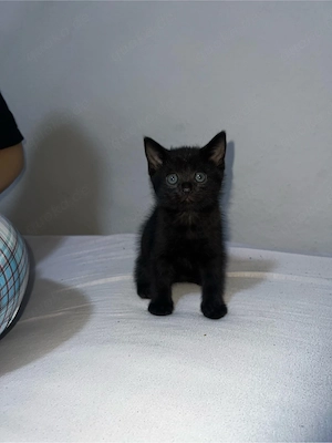 baby katze