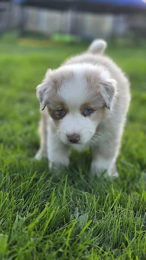 australian shepherd 