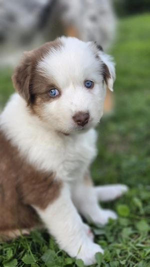 reinrassige Australian Shepherd 