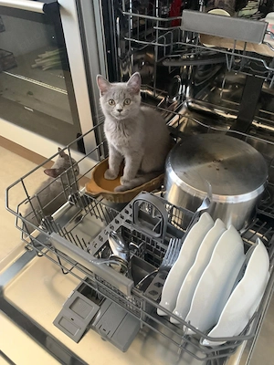 Bkh Katze sucht liebevolles Zuhause