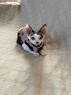 devon rex Kater , Stammbaum FIFE 