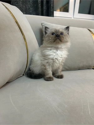 Birma-Kater mit langem Fell & Schwester abzugeben     