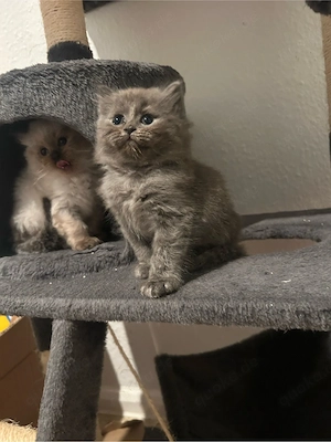 Britische Langhaar-Katzen   Silber & Schwarz     