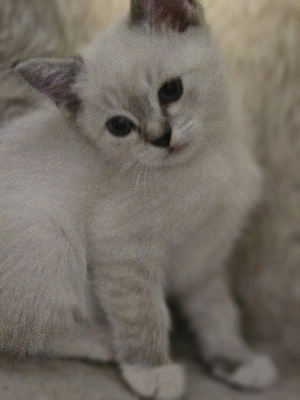 unserw katzen suchen ein neues zuhause
