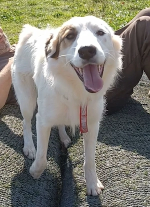 Vale, a.d.Tierschutz sucht Happy-Home 