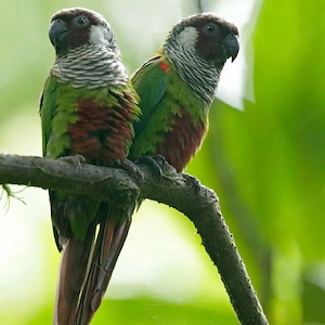 Salvadori Weißohrsittiche  Pyrrhura leucotis griseipectus