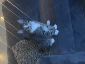 Zämmi sucht noch ein Zuhause 