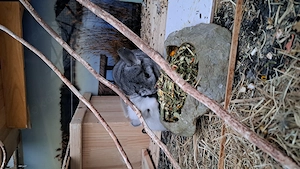 Chinchillas zu verkaufen. 